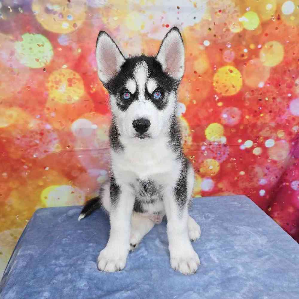 Male Siberian Husky Puppy for Sale in Virginia Beach, VA