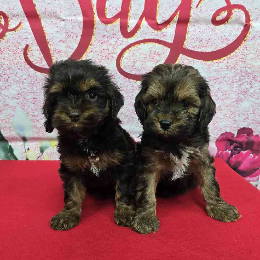 Male Cockapoo Puppy for Sale in Virginia Beach, VA