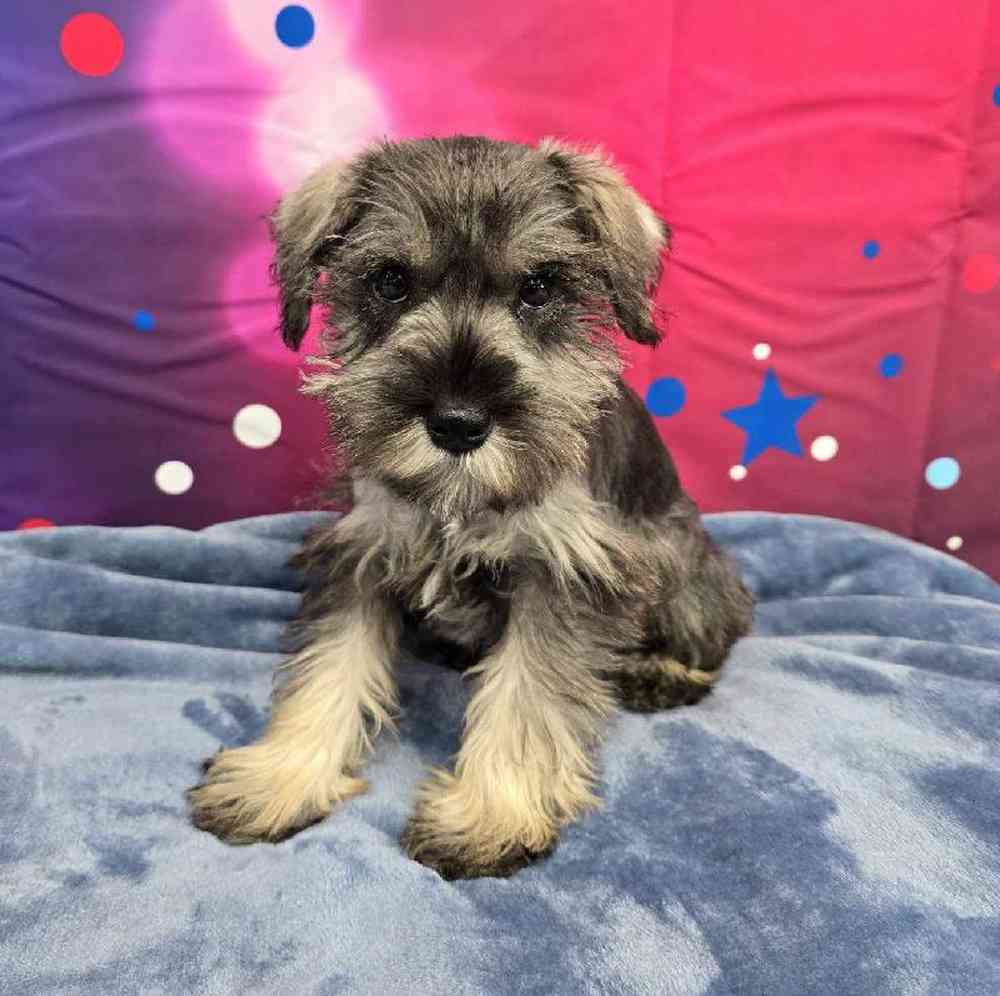 Female Mini Schnauzer Puppy for Sale in Virginia Beach, VA
