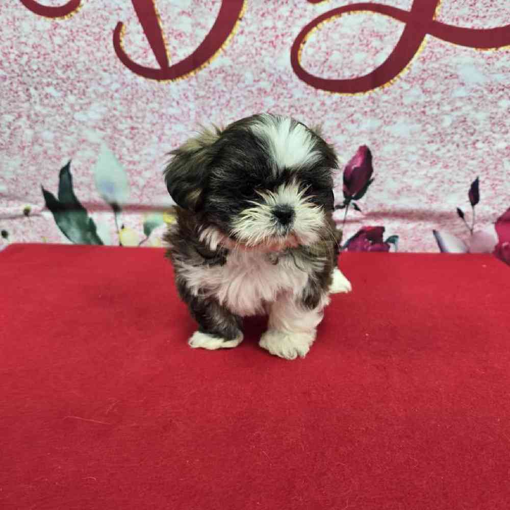 Female Shih Tzu Puppy for Sale in Virginia Beach, VA