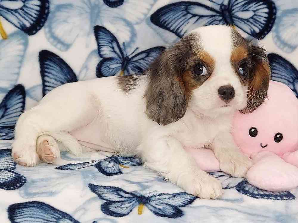 Female Cavalier King Charles Spaniel Puppy for sale