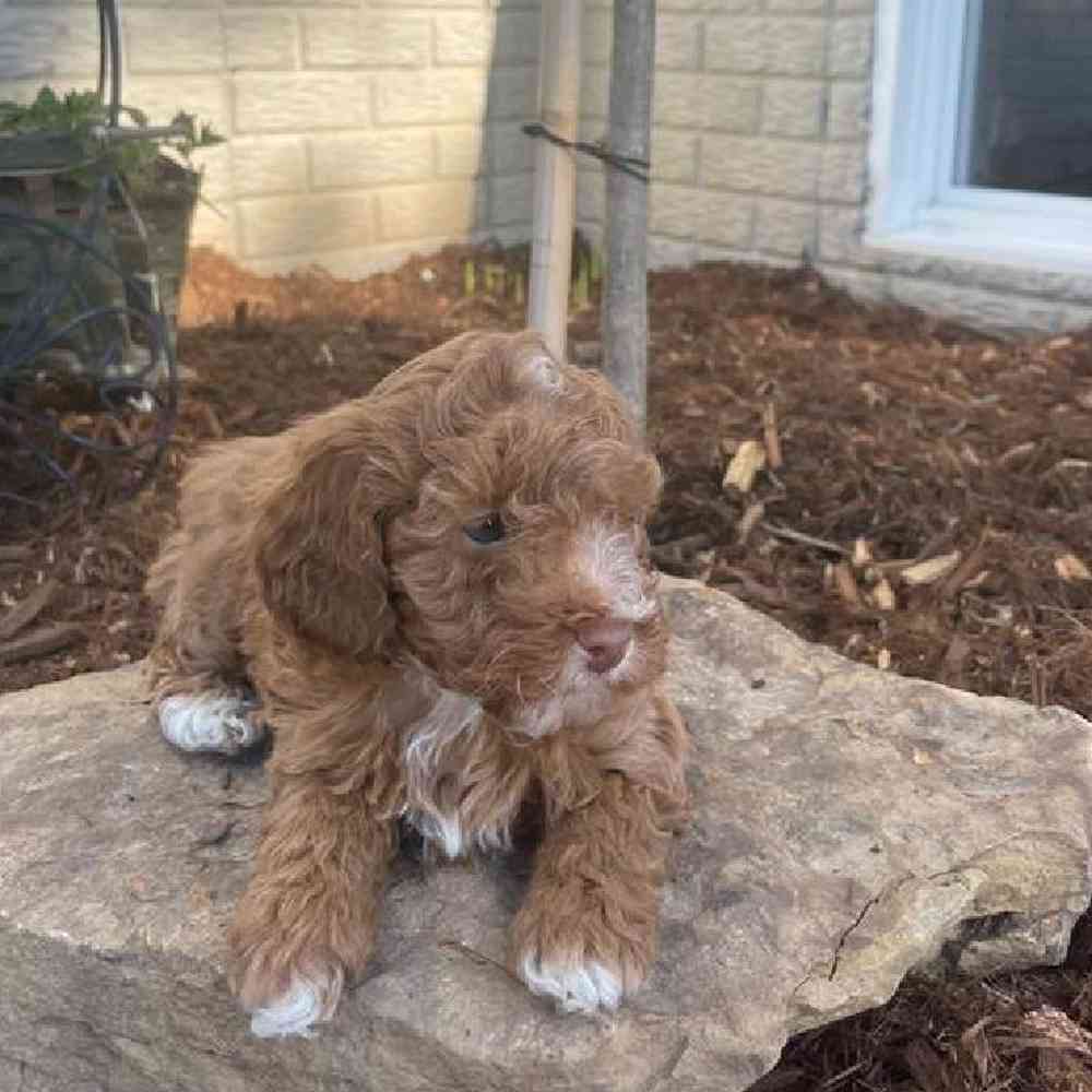 Male Mini Poodle Puppy for Sale in Virginia Beach, VA