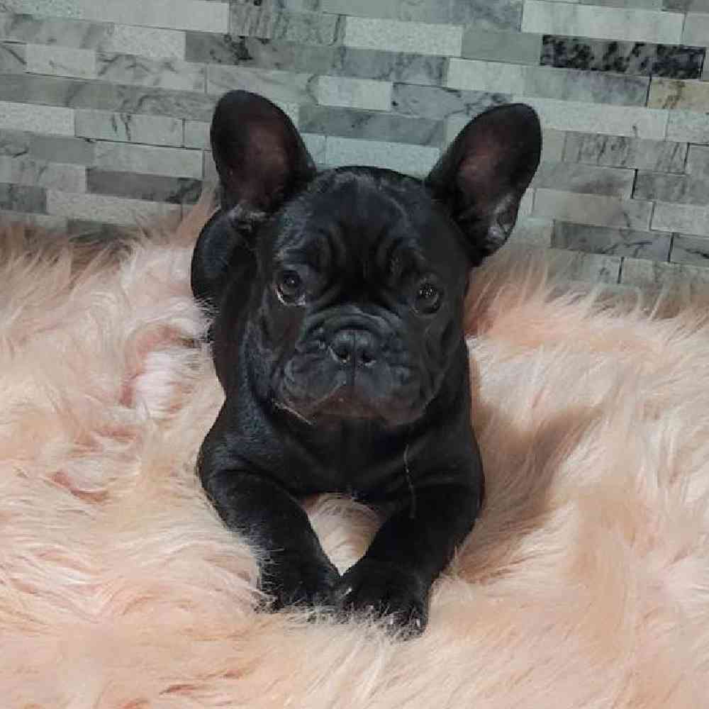 Female French Bulldog Puppy for Sale in Virginia Beach, VA