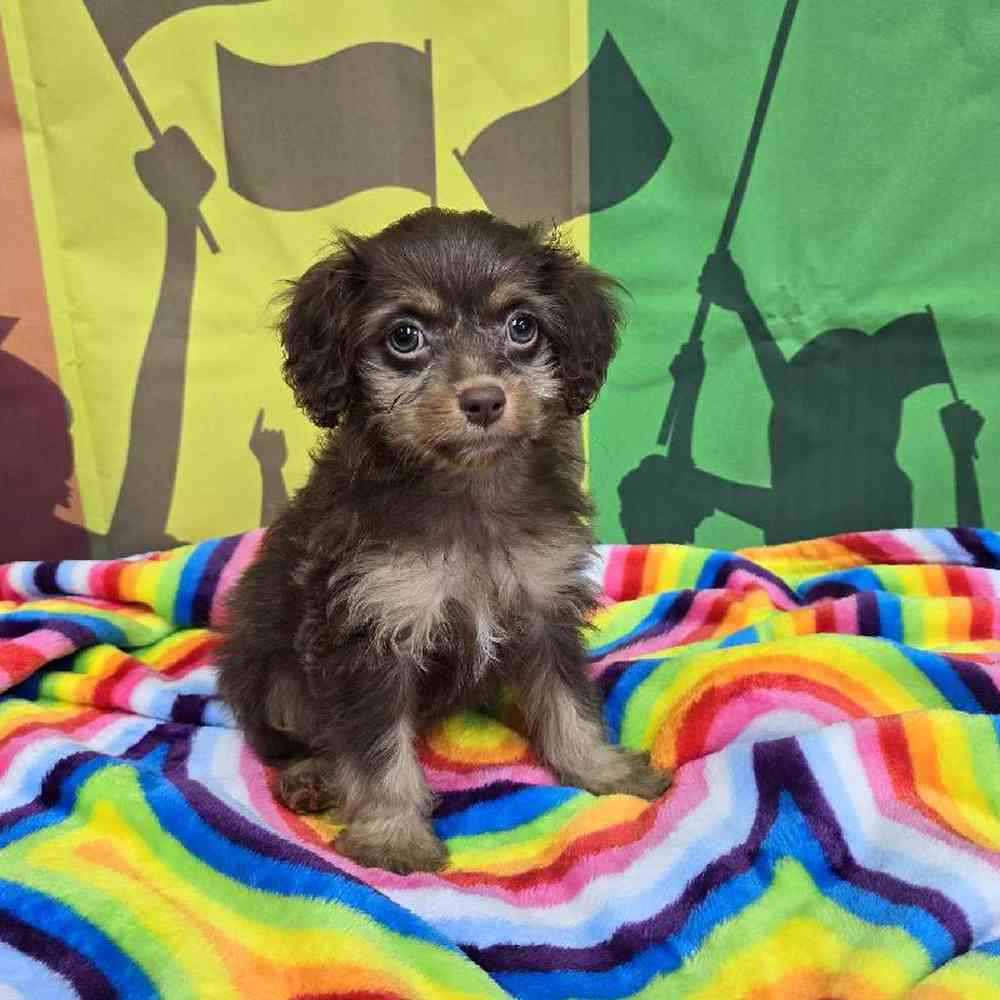 Female Cockapoo Puppy for Sale in Virginia Beach, VA