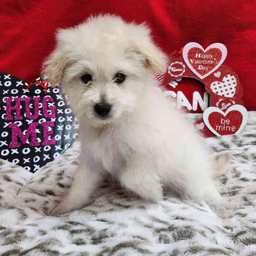 Male Pompoo Puppy for Sale in Virginia Beach, VA