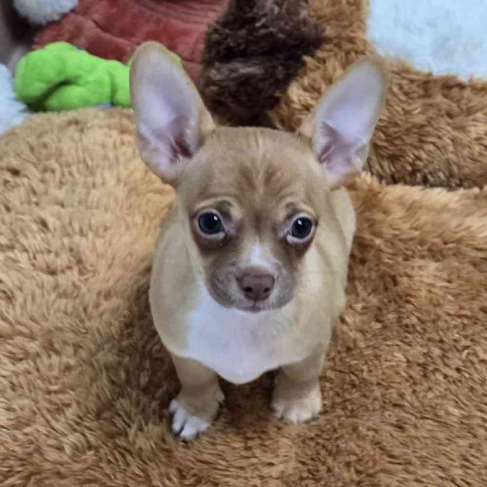 Female Chihuahua Puppy for Sale in Virginia Beach, VA