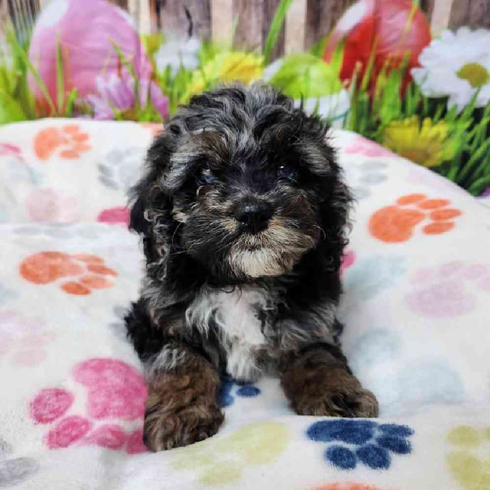 Male Cockapoo Puppy for Sale in Virginia Beach, VA