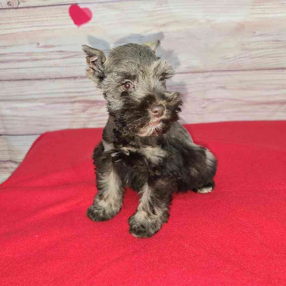Female Mini Schnauzer Puppy for Sale in Virginia Beach, VA