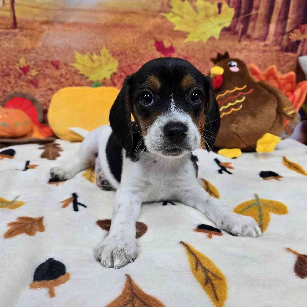 Male Beagle Puppy for Sale in Virginia Beach, VA