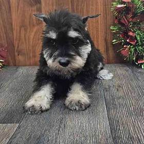 Mini Schnauzer