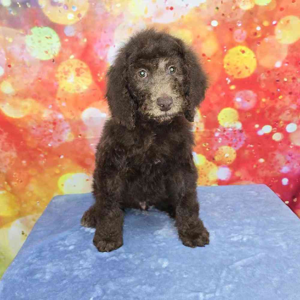 Male Standard Poodle Puppy for Sale in Virginia Beach, VA