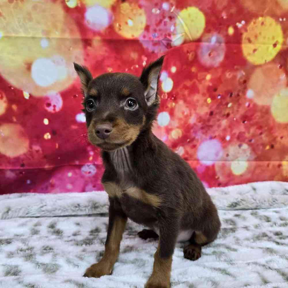 Male Min Pin Puppy for Sale in Virginia Beach, VA