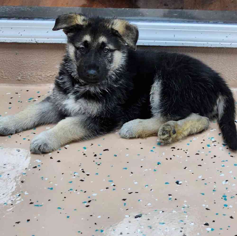 Male German Shepherd Puppy for Sale in Virginia Beach, VA