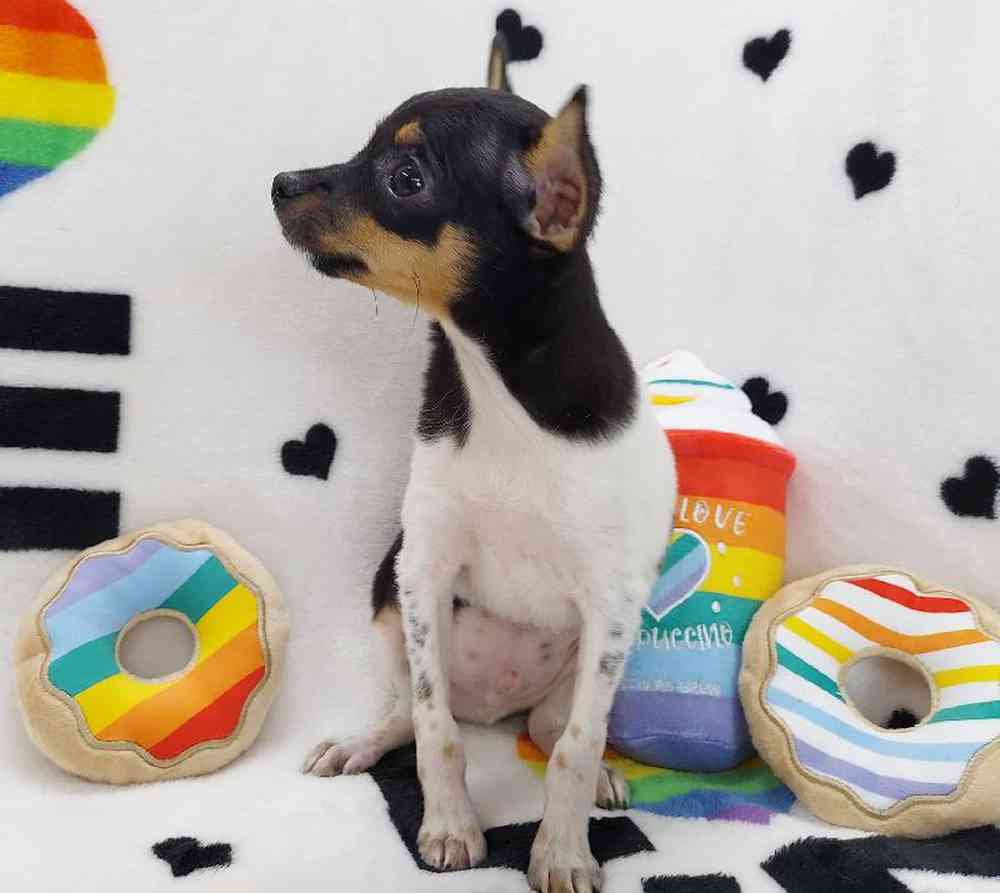 Male Rat Terrier Puppy for sale