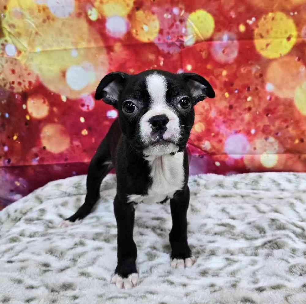 Male Boston Terrier Puppy for Sale in Virginia Beach, VA