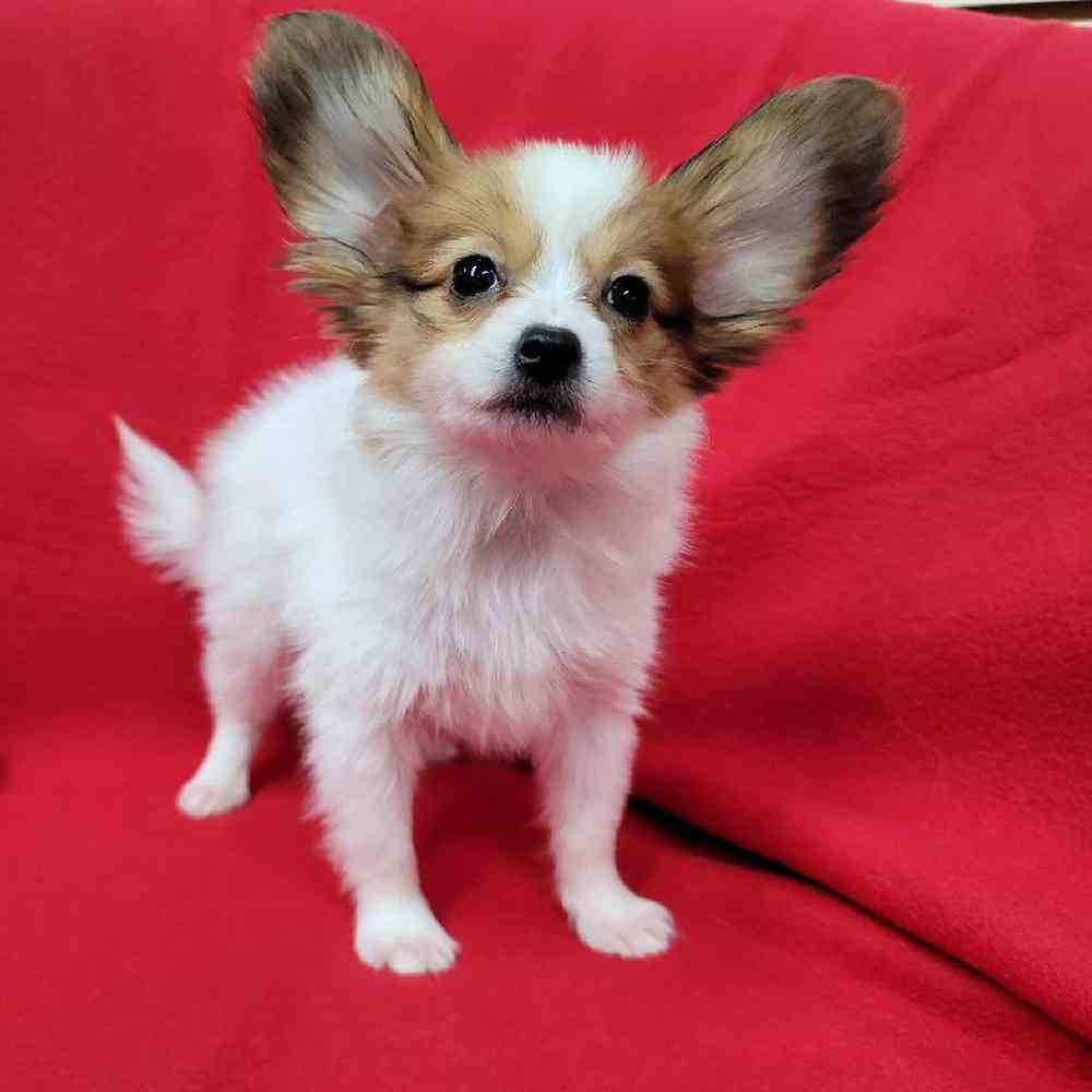 Male Papillon Puppy for Sale in Virginia Beach, VA