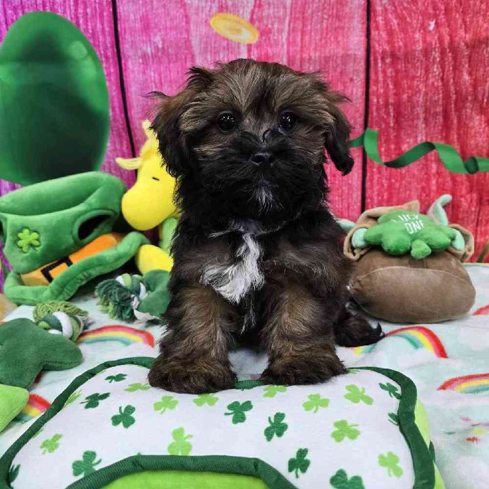 Female Shipoo Puppy for Sale in Virginia Beach, VA