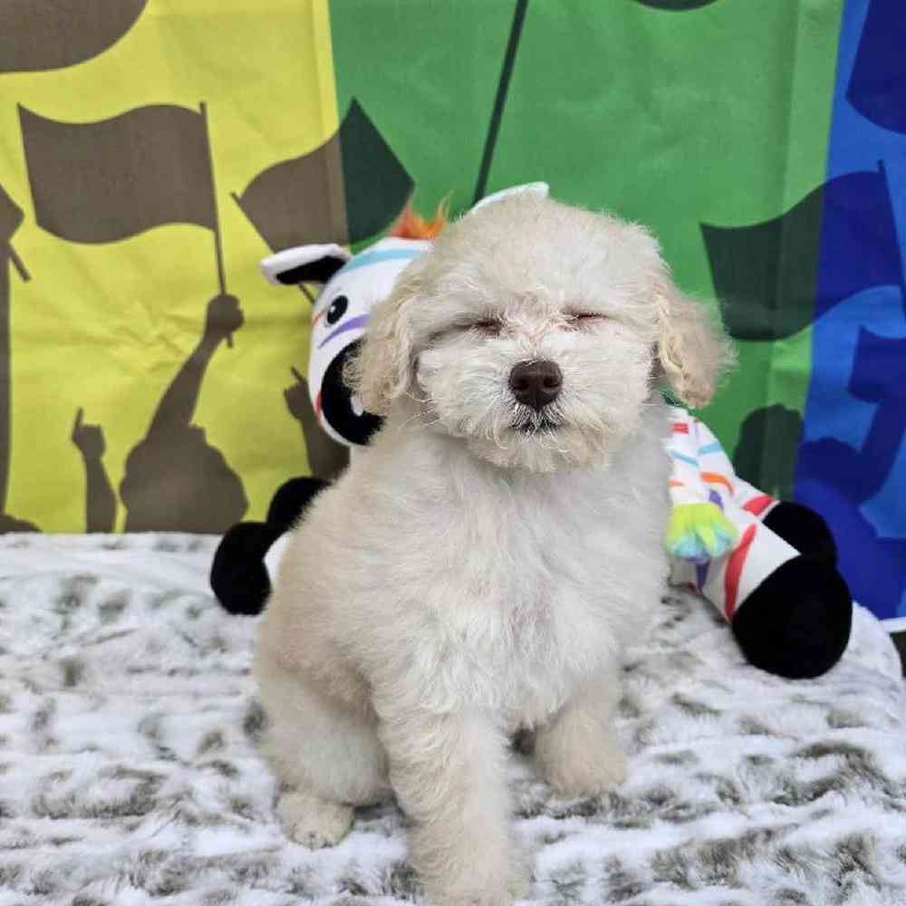 Female Poodle Toy Puppy for Sale in Virginia Beach, VA