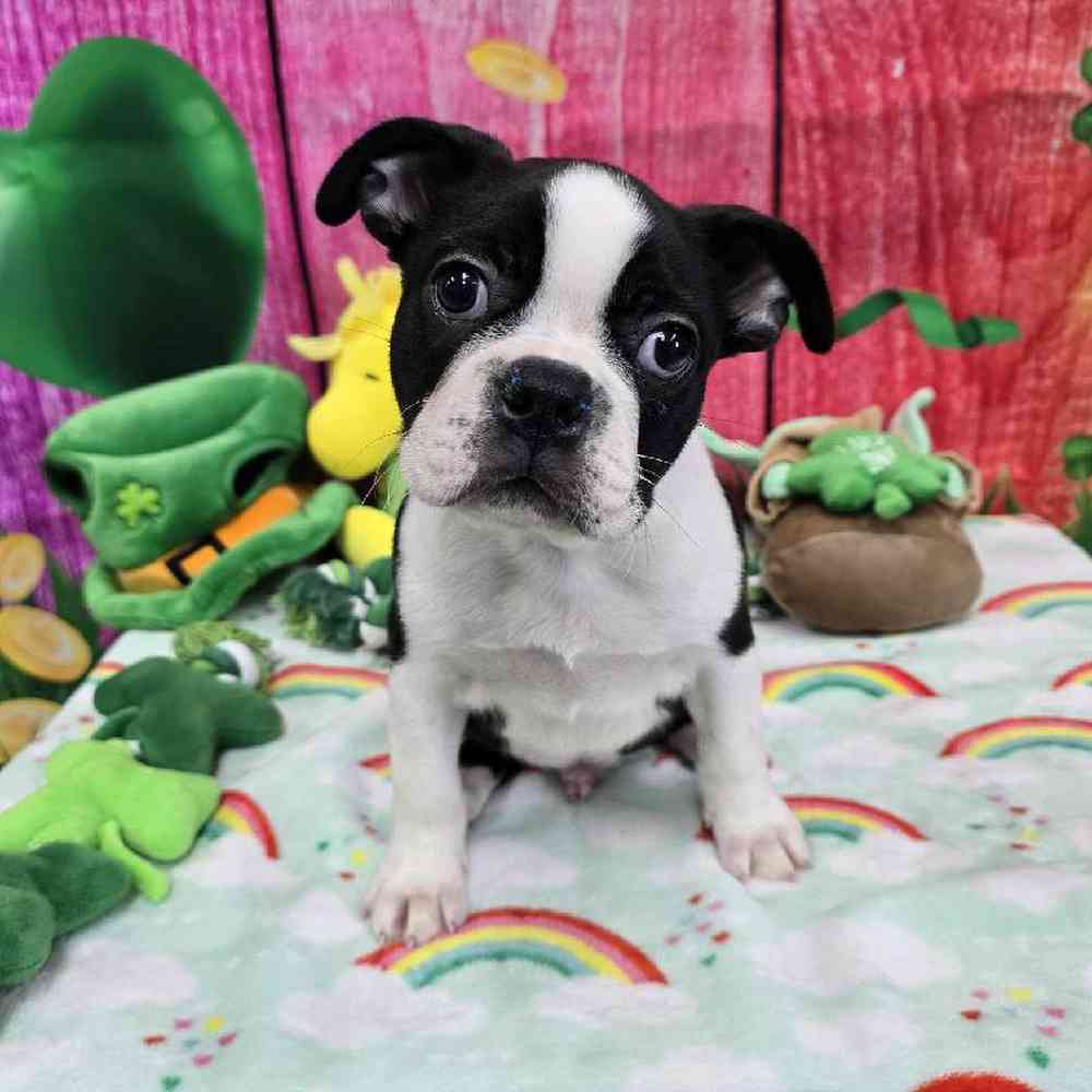 Male Boston Terrier Puppy for Sale in Virginia Beach, VA