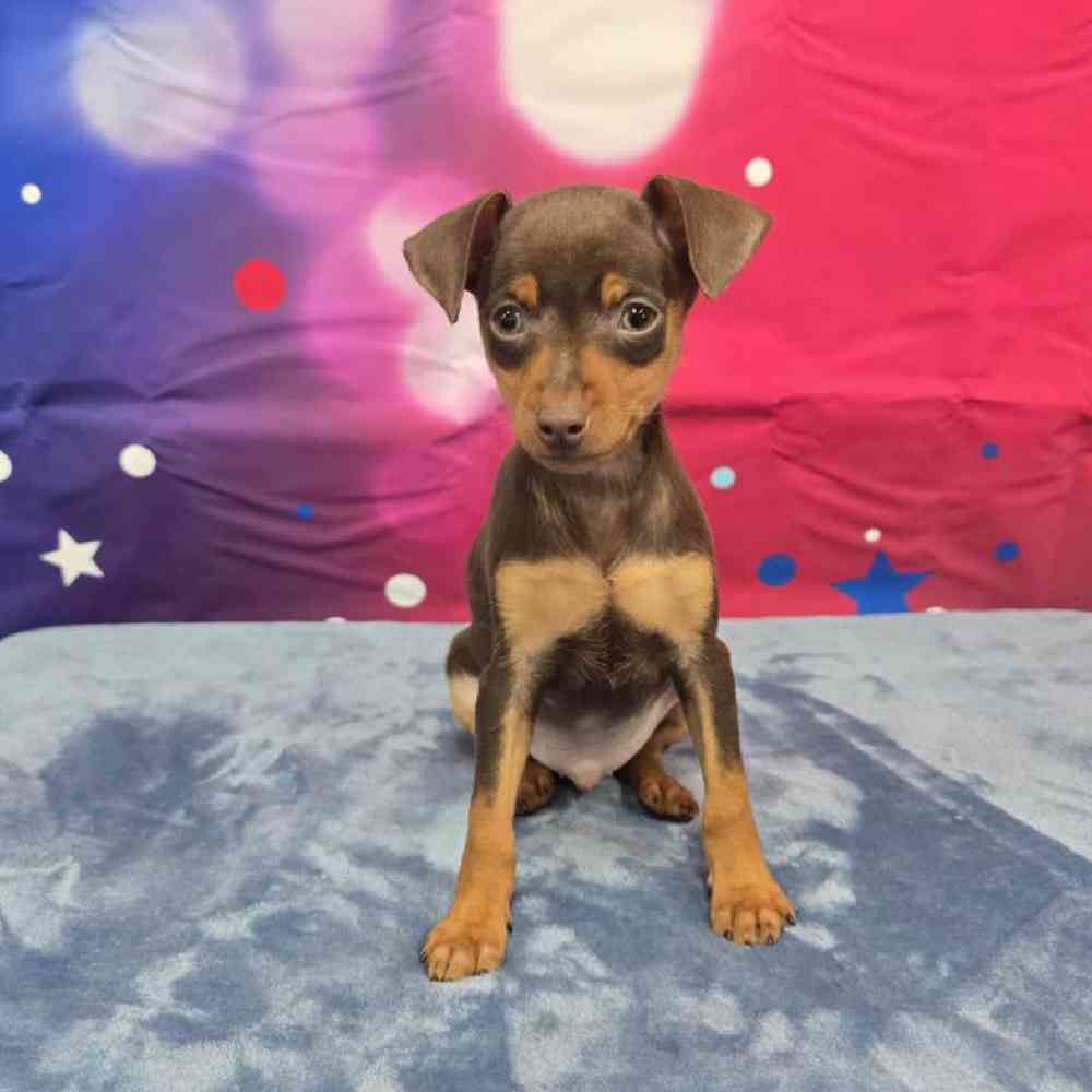 Male Min Pin Puppy for Sale in Virginia Beach, VA