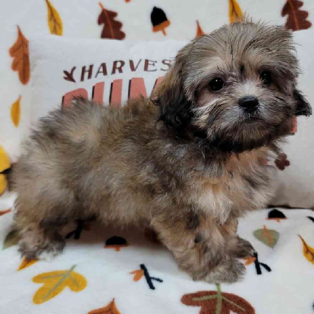 Female Peke-a-poo Puppy for sale