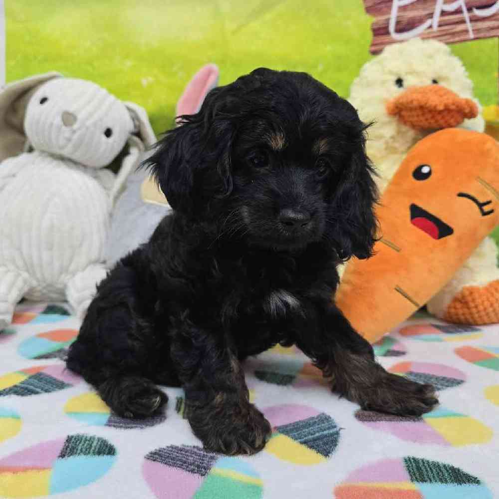 Female Cockapoo Puppy for Sale in Virginia Beach, VA