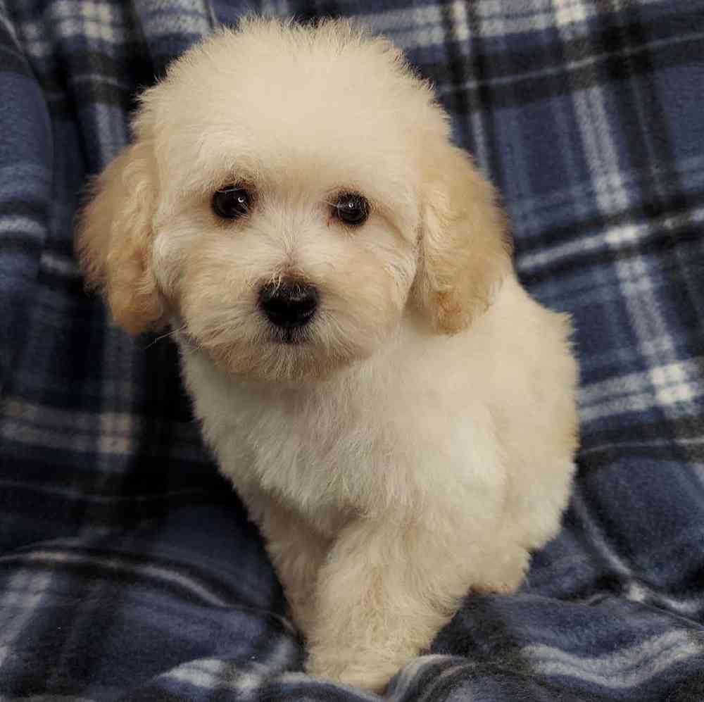 Male Poodle Toy Puppy for sale