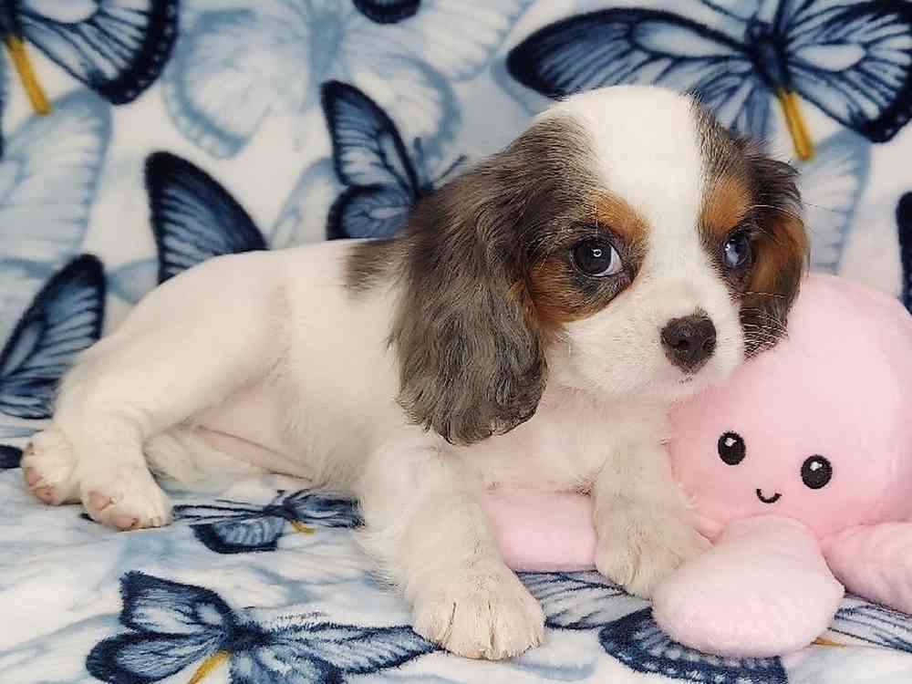 Female Cavalier King Charles Spaniel Puppy for sale