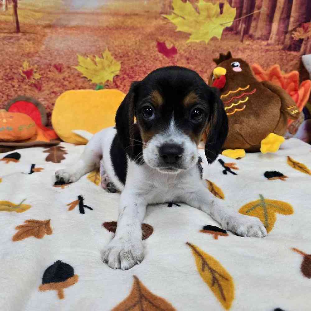 Male Beagle Puppy for Sale in Virginia Beach, VA