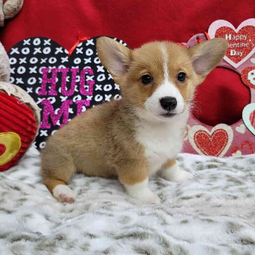 Female Pembroke Welsh Corgi Puppy for Sale in Virginia Beach, VA