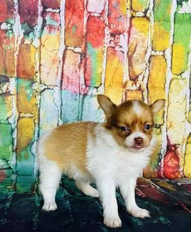 Papillon