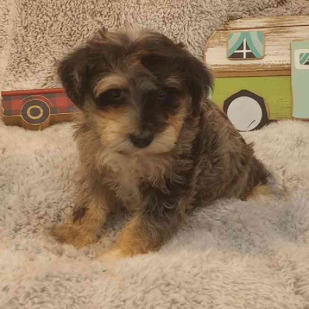 Image of a pet breed in the gallery