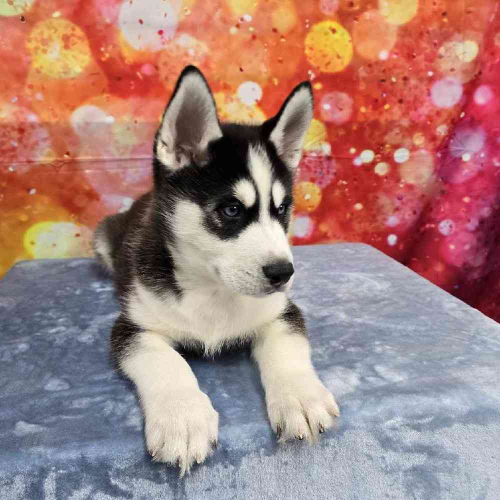 Male Siberian Husky Puppy for Sale in Virginia Beach, VA