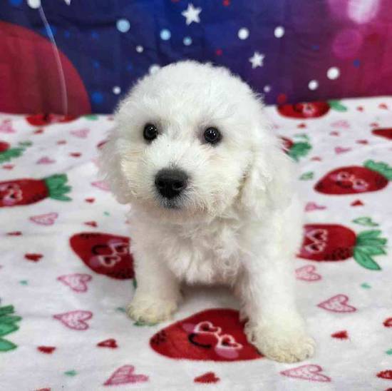 Bichon