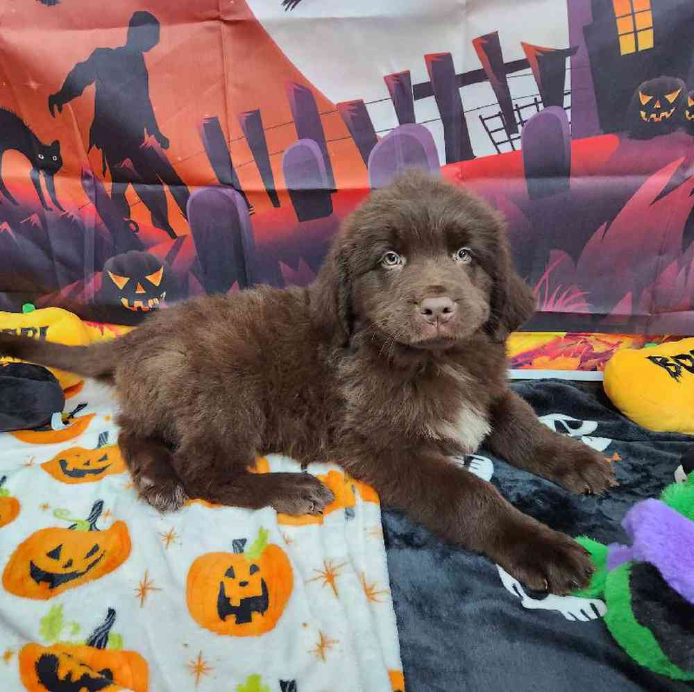 Male Newfoundland Puppy for Sale in Virginia Beach, VA