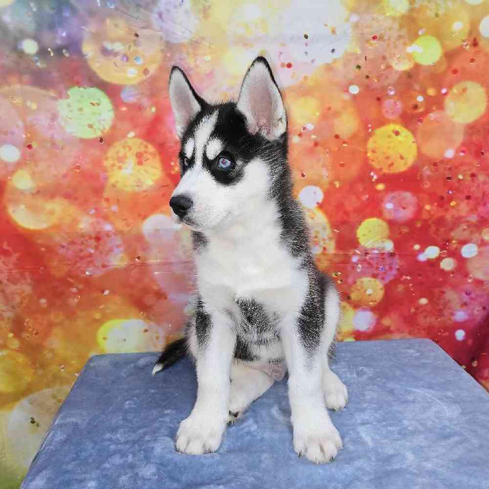 Male Siberian Husky Puppy for Sale in Virginia Beach, VA