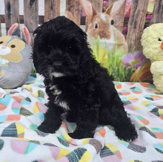 Cockapoo