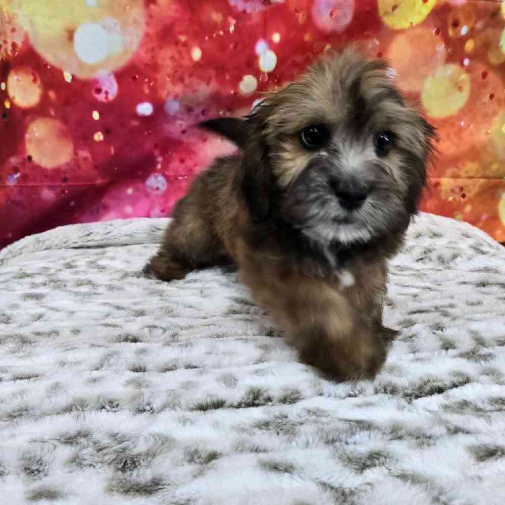 Male La-Chon Puppy for Sale in Virginia Beach, VA