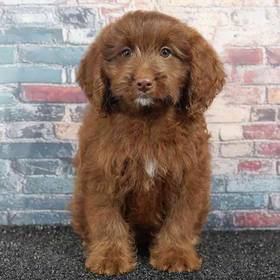 Cavapoo