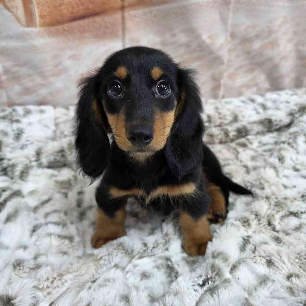 Image of a pet breed in the gallery