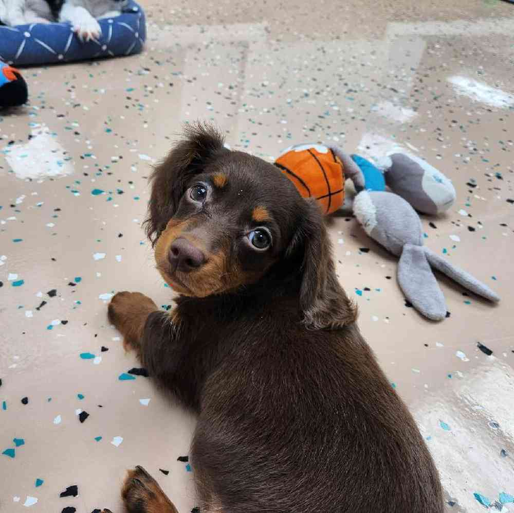 Female Dachshund Puppy for Sale in Virginia Beach, VA