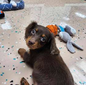 Dachshund