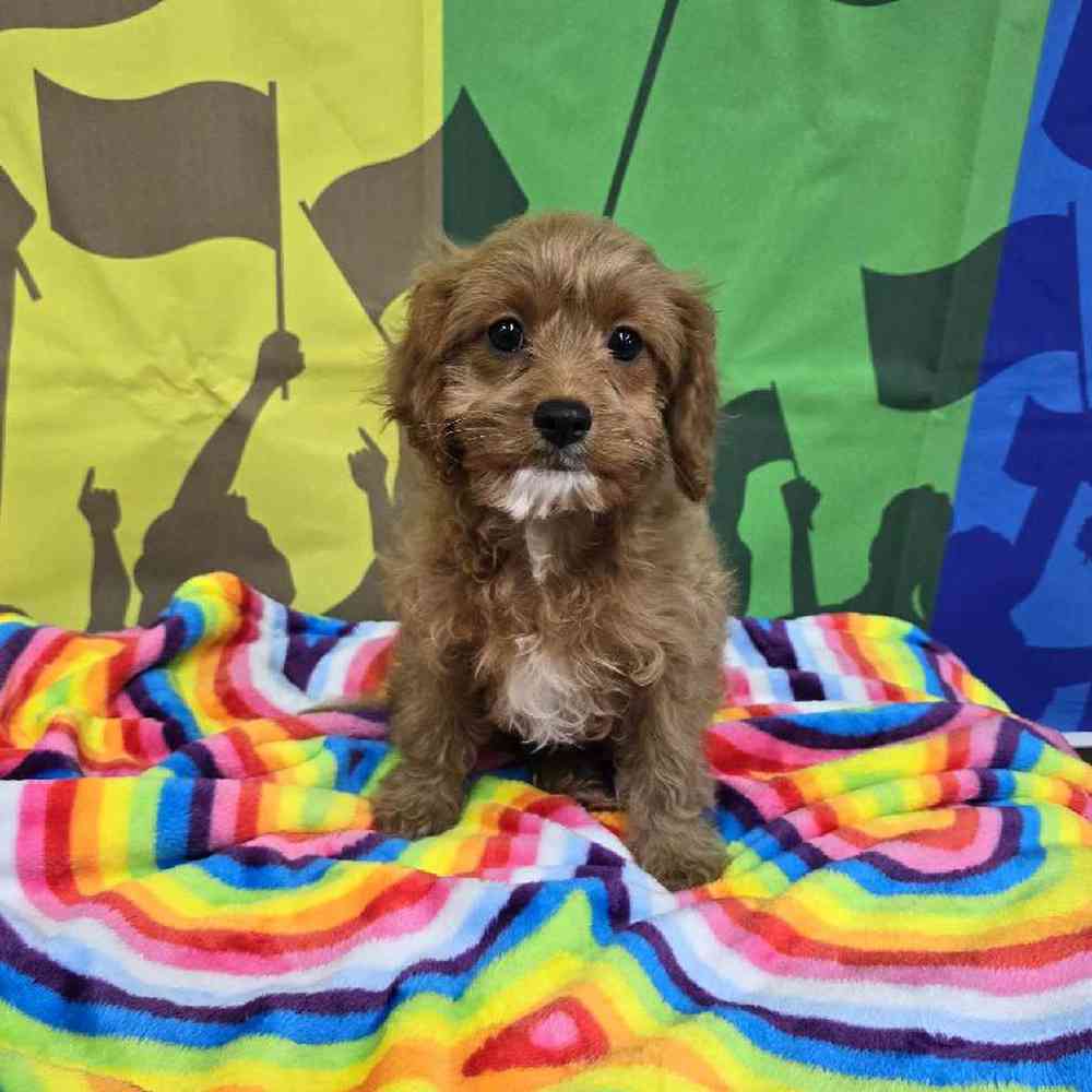 Female Cavapoo Puppy for Sale in Virginia Beach, VA