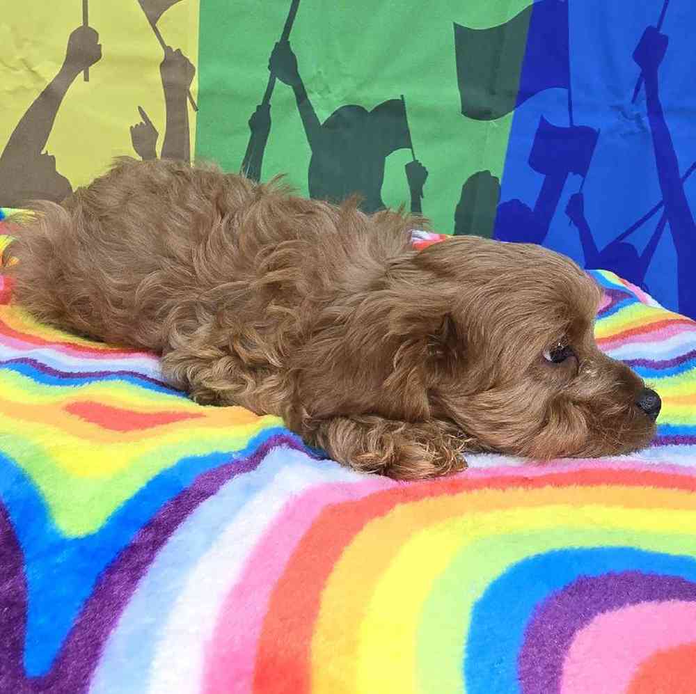 Male Cavapoo Puppy for Sale in Virginia Beach, VA