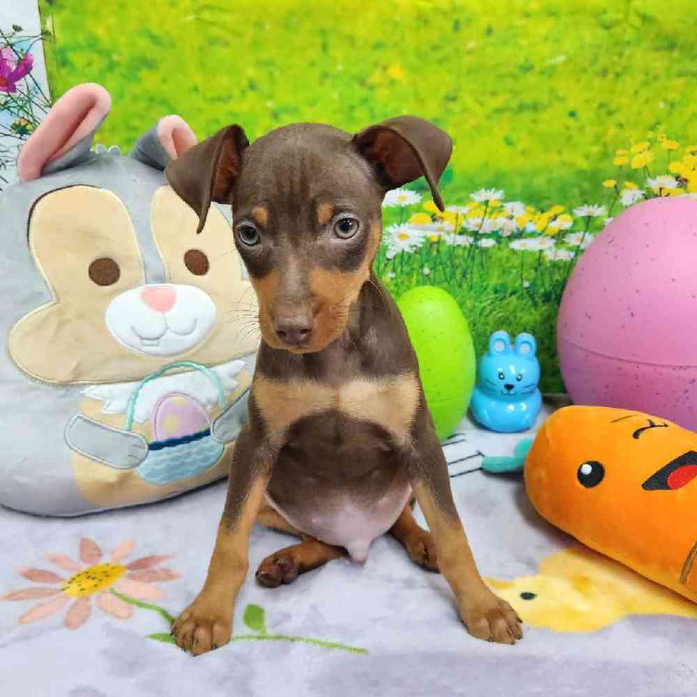 Male Min Pin Puppy for Sale in Virginia Beach, VA