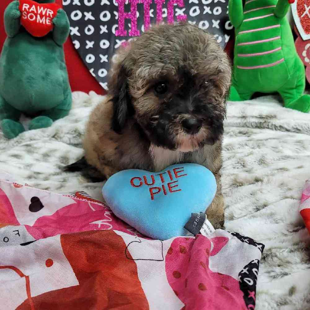 Female Bichonpoo Puppy for Sale in Virginia Beach, VA
