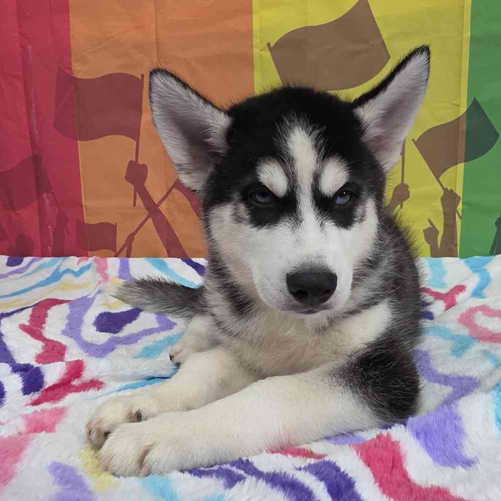 Male Siberian Husky Puppy for Sale in Virginia Beach, VA