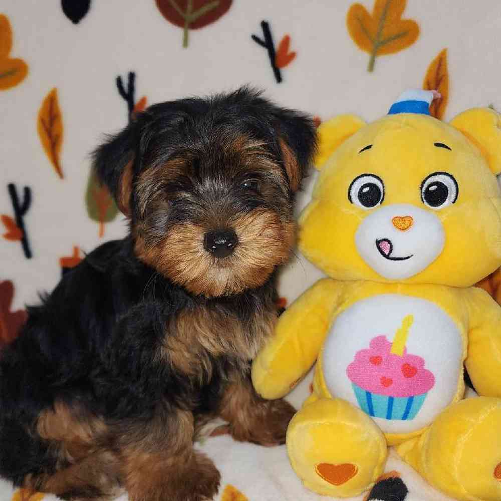 Male Yorkie Puppy for sale