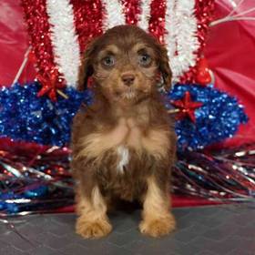 Cockapoo