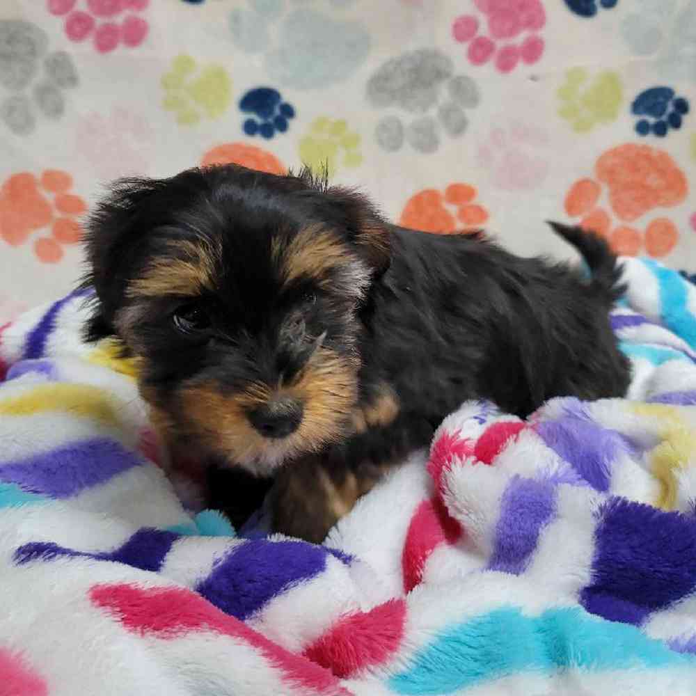 Female Morkie Puppy for Sale in Virginia Beach, VA